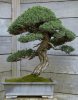 Bonsai-5.jpg