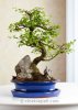 Bonsai-4.jpg