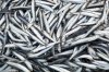 depositphotos_12239998-stock-photo-fish-anchovy.jpg