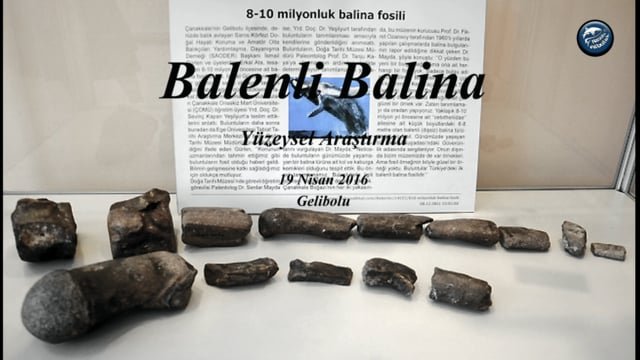 Balenli Balina